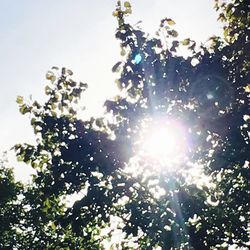 Low angle view of trees against sky