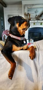 Dog relaxing on bed at home