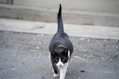 Portrait of black cat on street