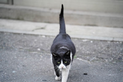 A tabby cat walking toward me