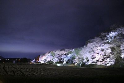 Illuminated flowers against sky at night