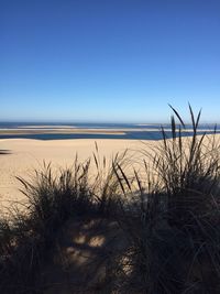 Scenic view of sea against clear sky