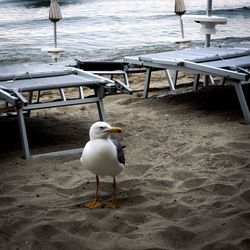 Seagull perching on a beach