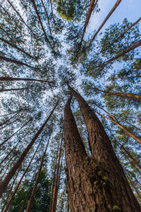 Low angle view of tree in forest