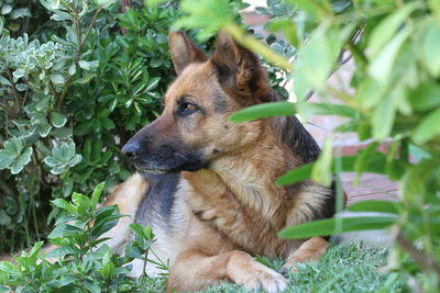 Close-up of a dog looking away