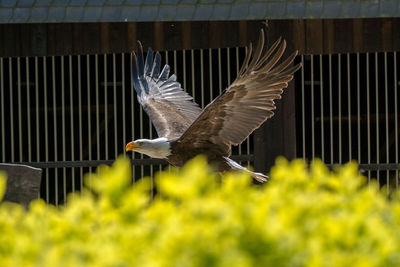 View of eagle flying