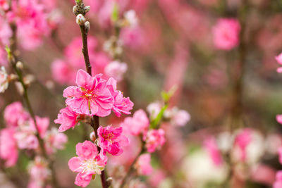 Close-up of pink flowers