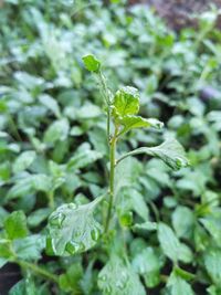 Close-up of fresh green plant