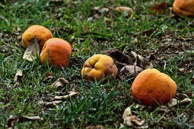 Oranges dropped on the tree