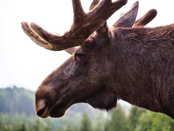 Close-up of moose outdoors