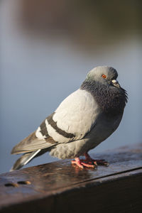 Close-up of bird perching on wood