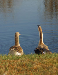 Duck swimming in lake