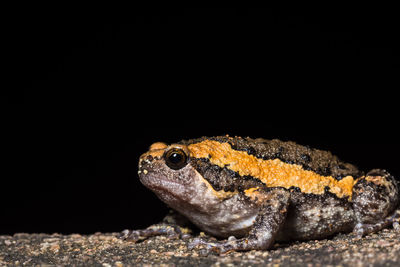 Close-up of a frog against a black background