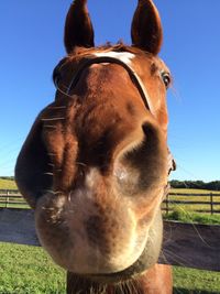 Close-up of horse grazing on field