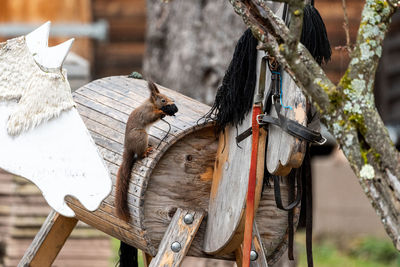 Squirrel getting wool from a wooden horse as nesting material...