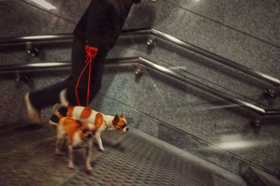 High angle view of dog walking in city