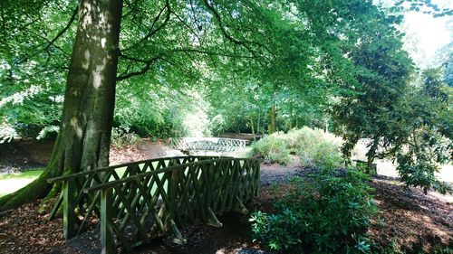 Trees in forest