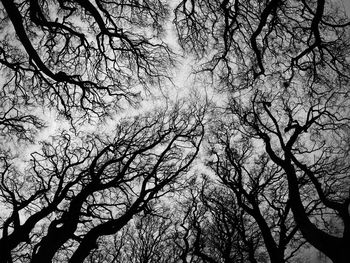 Low angle view of bare trees against sky