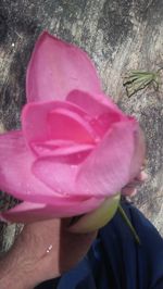 Close-up of hand holding pink rose