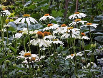 High angle view of coneflowers blooming outdoors