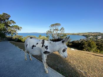 Cow standing by road against clear blue sky