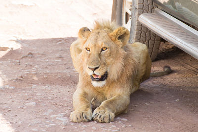 Lion relaxing in a zoo