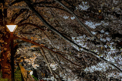 Low angle view of trees