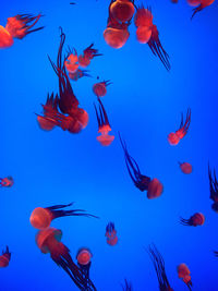 View of fish swimming in sea