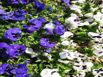 Purple flowers blooming outdoors