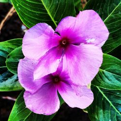 Close-up of pink flower