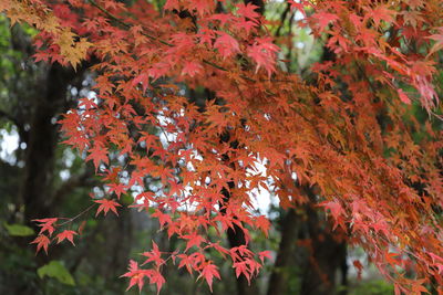 Close-up of maple leaves on tree