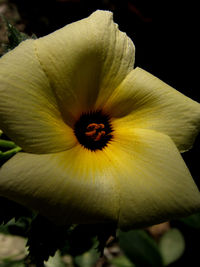 Close-up of yellow flower blooming outdoors