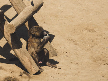 High angle view of monkey sitting on wood