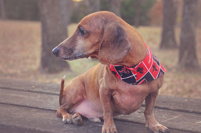 Close-up of dachshund