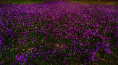 Full frame shot of purple flowers