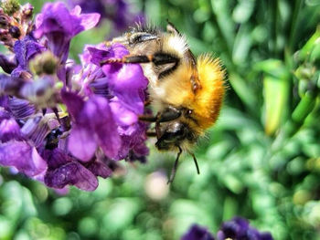 Close-up of honey bee on purple flower