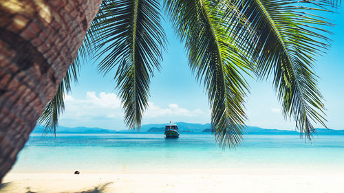 Palm trees on beach against sky