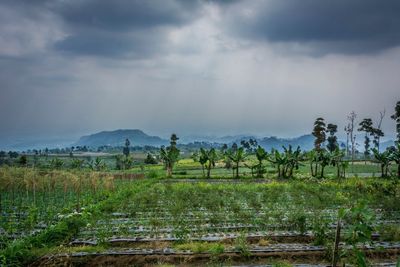 Scenic view of field against sky