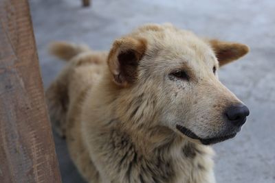 Close-up of dog looking away