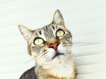 Close-up portrait of a cat