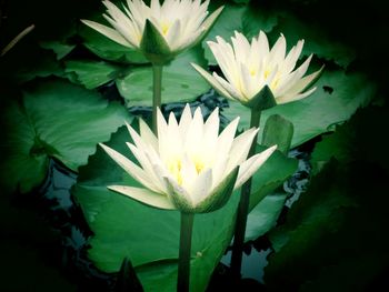Close-up of lotus water lily in pond