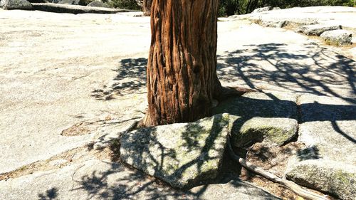 Close-up of tree trunk