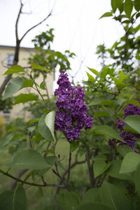 Close-up of purple flowers blooming outdoors