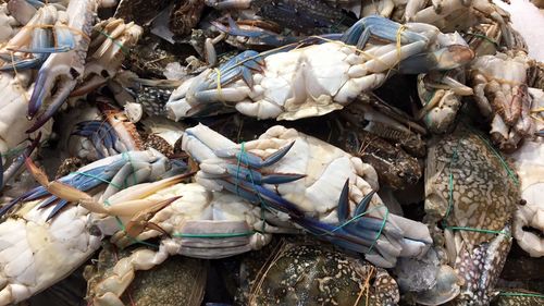 High angle view of crabs for sale at fish market