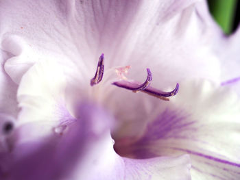 Close-up of white flower