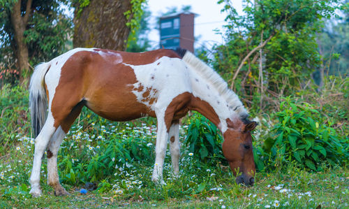 Horse grazing in field