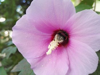 Close-up of pink flower