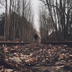 Bare trees in forest