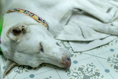 Close-up of dog sleeping on bed