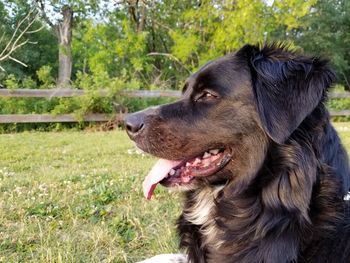 Close-up of dog sitting on grass